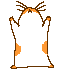 Hamster spinning